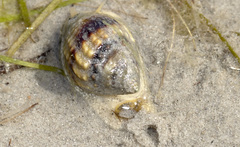 Nassarius pauperatus
