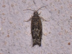 Pseudexentera haracana