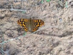 Pararge aegeria
