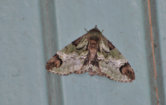 Pachyplastis apicalis