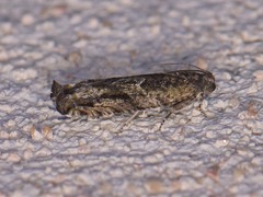 Pseudexentera haracana