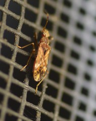 Neopamera albocincta