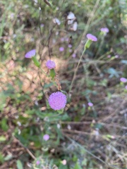 Emilia sonchifolia image