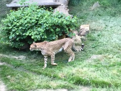 Acinonyx