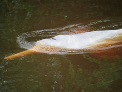 Inia geoffrensis boliviensis