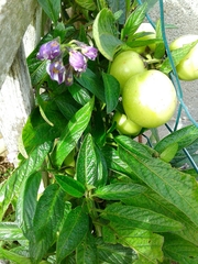 Solanum muricatum