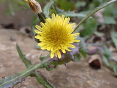 Sonchus oleraceus image