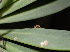 Longitarsus kleiniiperda