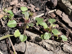 Collinsia verna