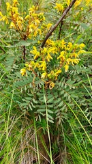 Senna aymara
