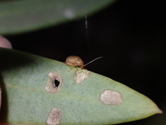 Longitarsus kleiniiperda