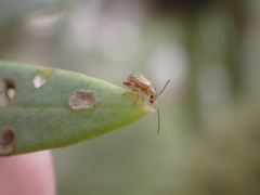 Longitarsus kleiniiperda