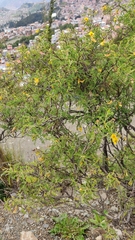 Adesmia miraflorensis