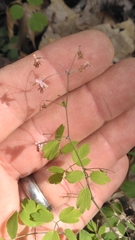 Thalictrum debile