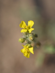 Alyssum montanum gmelinii