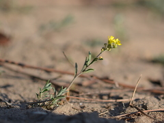 Alyssum montanum gmelinii
