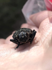 Chalcophora detrita
