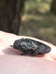 Chalcophora detrita