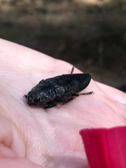Chalcophora detrita