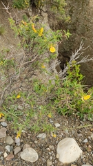 Adesmia miraflorensis