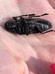 Chalcophora detrita