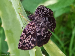 Cycloglypha thrasibulus