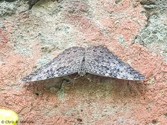 Hamadryas amphichloe