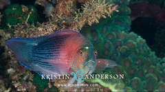 Labracinus lineatus
