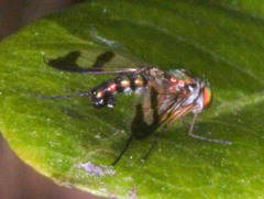 Austrosciapus connexus