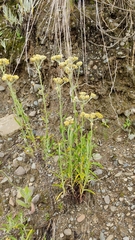 Achyrocline saturejoides