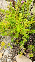 Minthostachys mollis