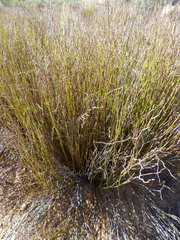 Restio rottboellioides