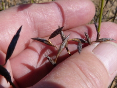 Restio rottboellioides