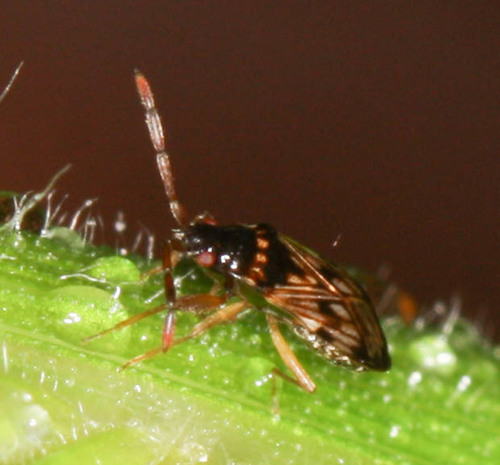 Rhyparochromidae