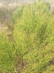 Baccharis angustifolia