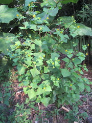 Smallanthus siegesbeckius