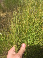 Baccharis angustifolia