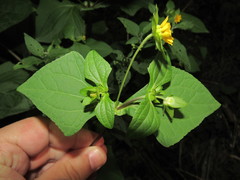 Smallanthus siegesbeckius