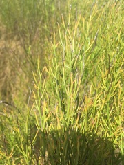 Baccharis angustifolia
