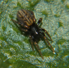 Allocosa funerea