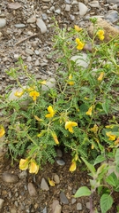 Adesmia miraflorensis