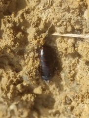 Loboptera