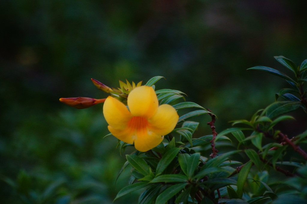 Plumerieae