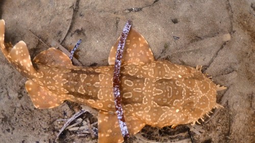Spotted Wobbegong
