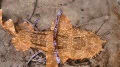 Spotted Wobbegong