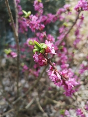 Daphne mezereum