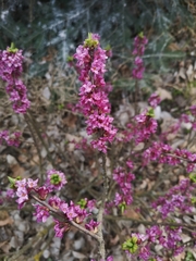 Daphne mezereum