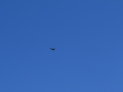 Buteo albonotatus