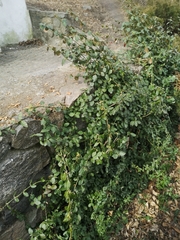 Euonymus fortunei
