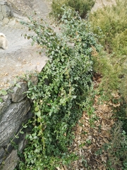 Euonymus fortunei